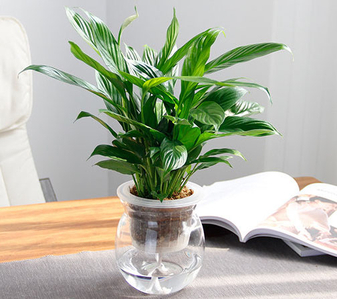 宁波江北花卉租赁价格大揭秘，别错过！